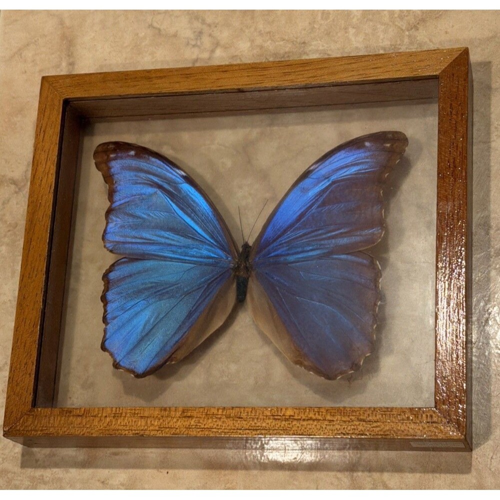 Ben the Butterfly Guy Blue Morpho Butterfly Framed and Mounted in Wooden Frame